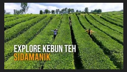 video_explore_kebun_teh_sidamanik