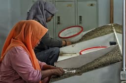 ekspor_kopi_indonesia_naik_76_sumut_ambil_peran_penting