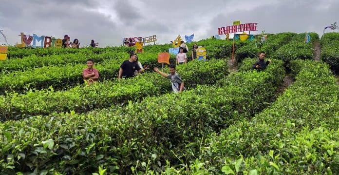 1500_cup_teh_untuk_festival_teh_nusantara