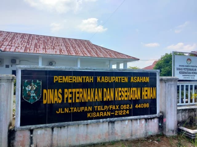 456_hewan_ternak_di_asahan_terinfeksi_pmk