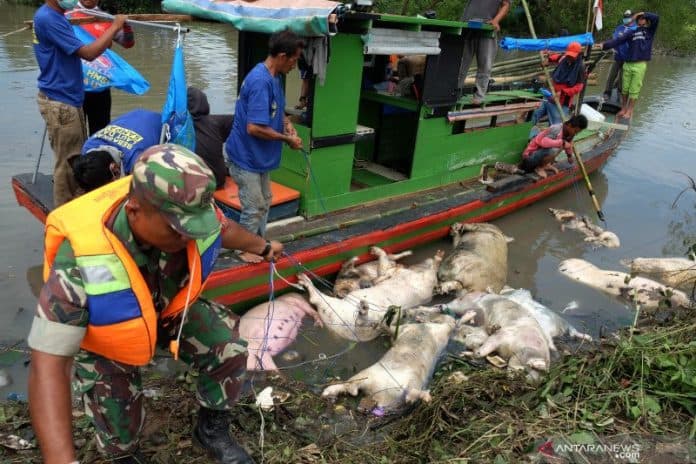babi_terserang_asf_jangan_tangani_sendiri
