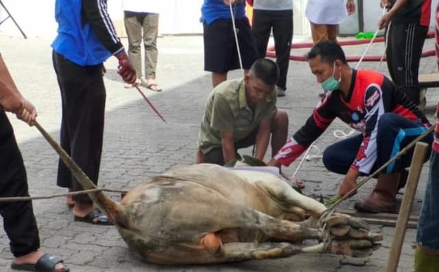 bi_siantar_berkurban_4_sapi_dan_3_kambing