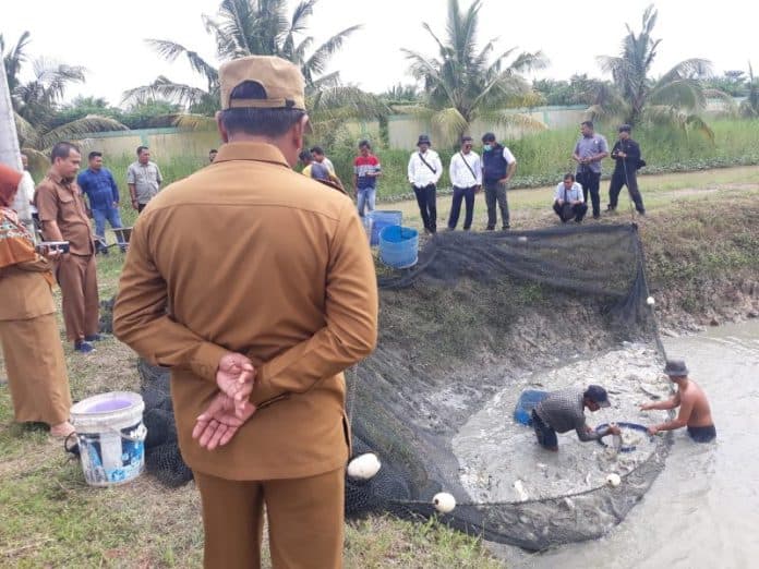 bupati_sergai_tinjau_panen_ikan_patin