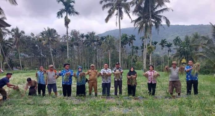 camat_gunung_meriah_panen_bawang_merah