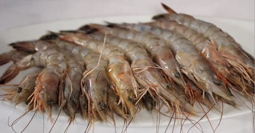 gara_gara_corona_udang_belalang_tak_laku