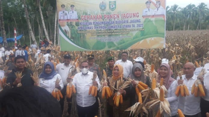 gubsu_edy_panen_jagung_di_panyabungan_utara