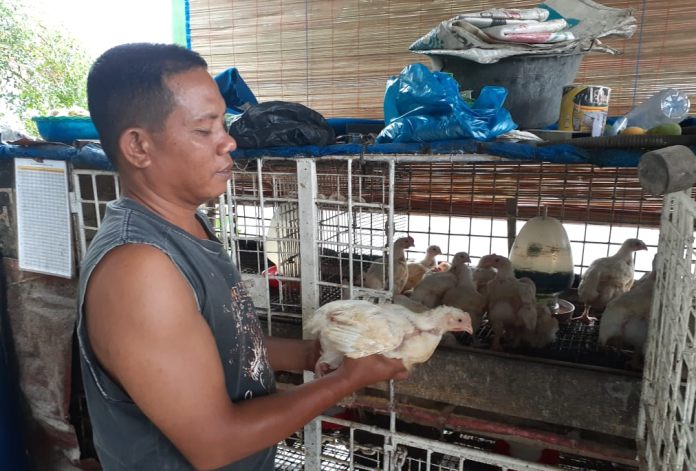 harga_ayam_potong_di_deli_serdang_rp28000