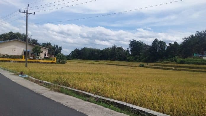 harga_gabah_anjlok_petani_enggan_panen_padi