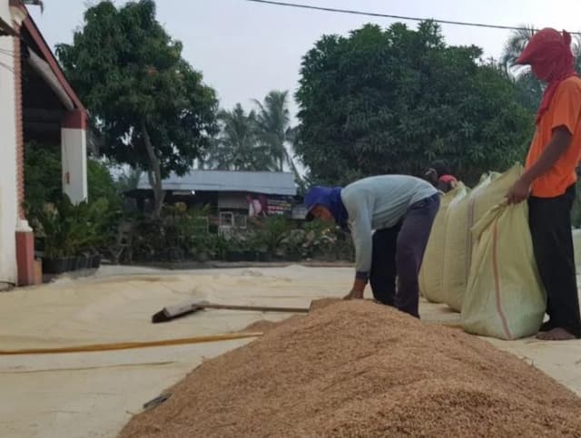 harga_gabah_di_tingkat_petani_sumut_naik