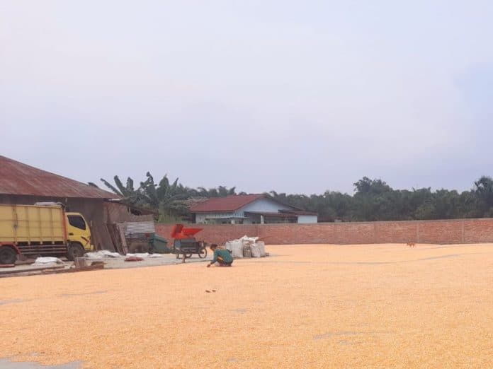 harga_jagung_anjlok_petani_tunda_jual