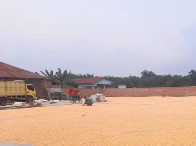 harga_jagung_naik_petani_raup_untung_besar