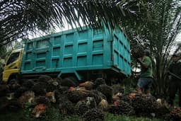 kebijakan_b50_dinilai_berisiko_tekan_harga_sawit_dan_rugikan_petani