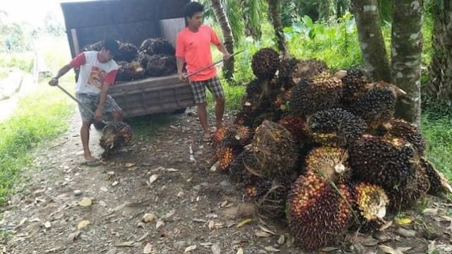 harga_tbs_sawit_di_simalungun_anjlok