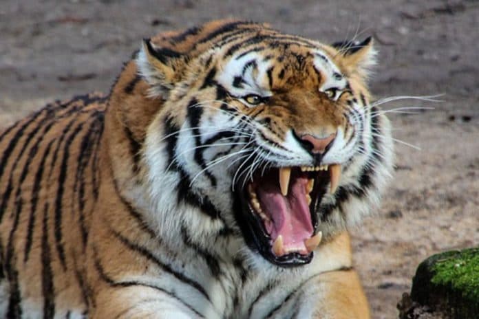 harimau_kembali_mangsa_lembu_milik_warga