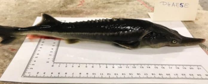 hibrida_aneh_dibiakkan_dari_dua_ikan_langka