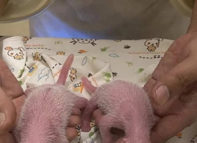 hong_kong_sambut_sepasang_bayi_panda_kembar