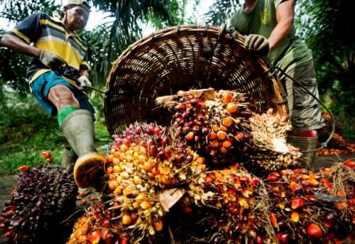 india_akan_impor_cpo_indonesia_11_juta_ton