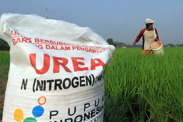ini_kuota_pupuk_subsidi_di_sumut