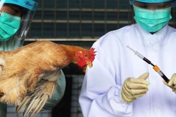 jerman_dilanda_flu_burung_jenis_h5n8