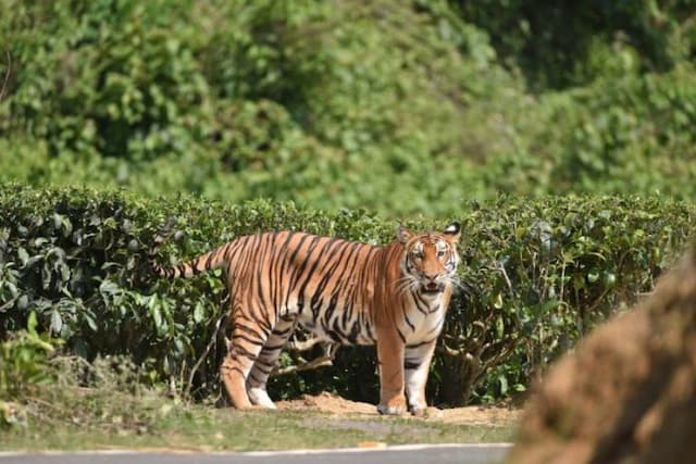keempat_kalinya_harimau_mati_di_medan_zoo