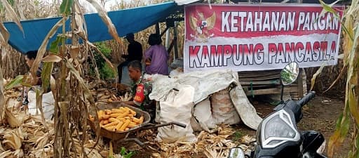 koramil_biru_biru_bantu_warga_panen_jagung