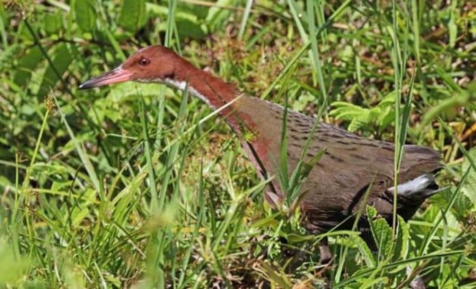 mengenal_burung_yang_bangun_dari_kepunahan