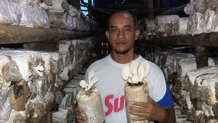 menikmati_untung_dari_budidaya_jamur_tiram