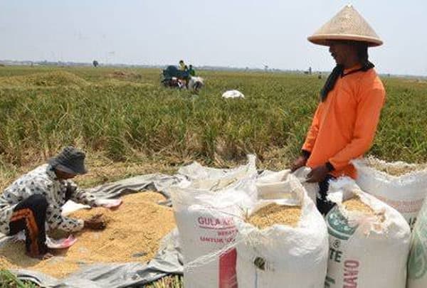 nilai_tukar_petani_di_sumut_naik_046_persen