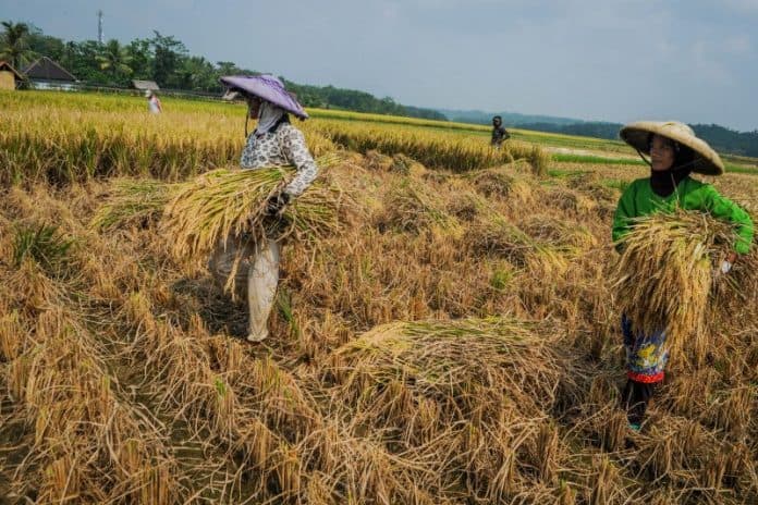 nilai_tukar_petani_di_sumut_naik_134_persen