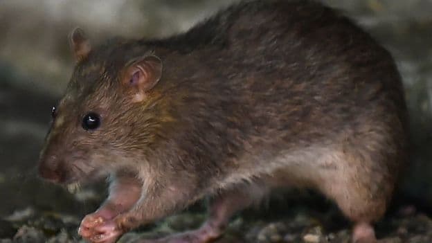 pandemi_apakah_tikus_menjadi_makin_agresif