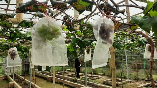 panen_anggur_berbonus_ilmu_di_simalungun