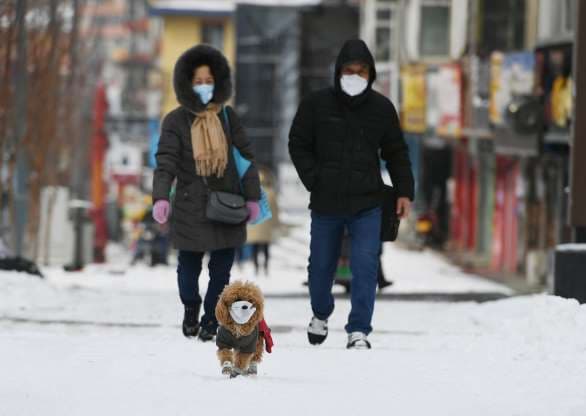 para_pecinta_hewan_di_tengah_wabah_covid_19