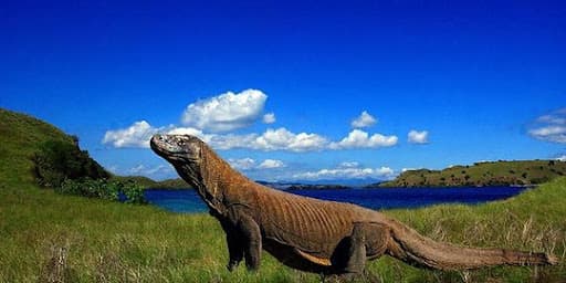 per_30_oktober_2024_tarif_btn_komodo_naik