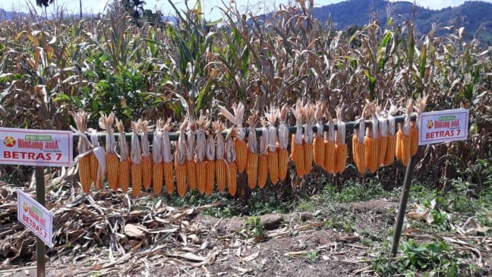 petani_karo_uji_coba_benih_jagung_betras_7