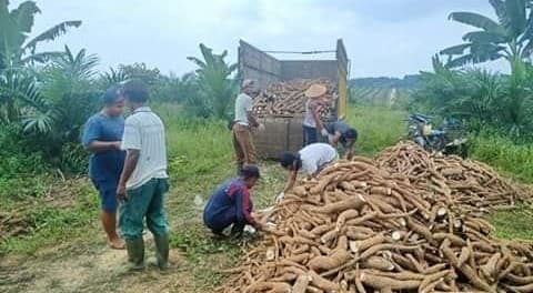 petani_ubi_kayu_menjerit_ini_penyebabnya