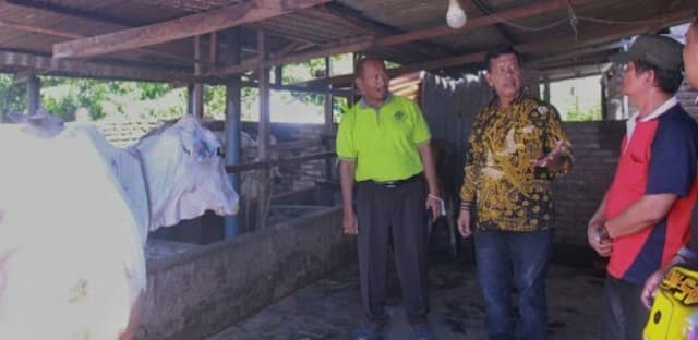 pmk_serang_ternak_sapi_di_simalungun_bawah