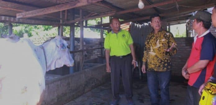 pmk_serang_ternak_sapi_di_simalungun_bawah