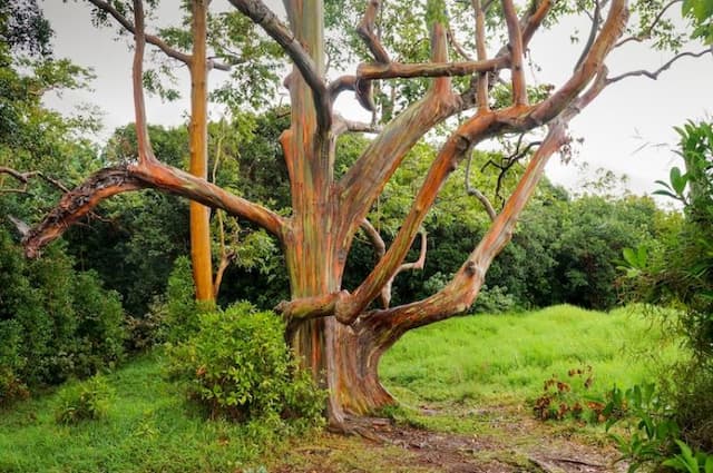 pohon_eksotis_ini_bisa_berubah_jadi_pelangi