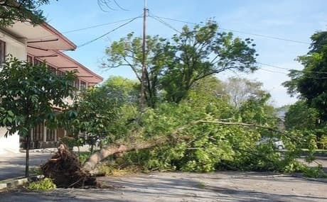 pohon_tumbang_di_area_usu_segera_dievakuasi