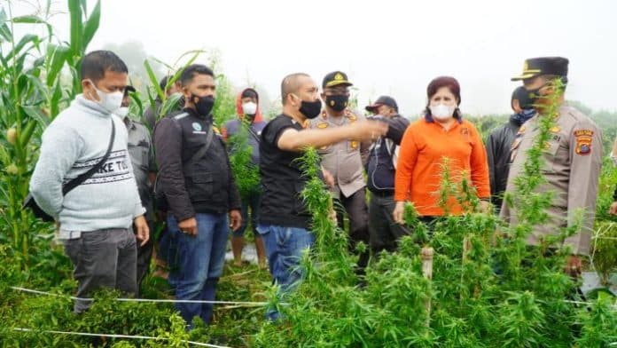 polres_tanah_karo_ciduk_penanam_ganja