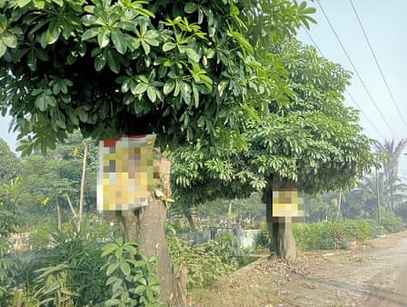poster_caleg_dipaku_di_pohon_depan_kuburan