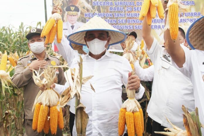 produksi_jagung_di_sumut_capai_1359552_ton