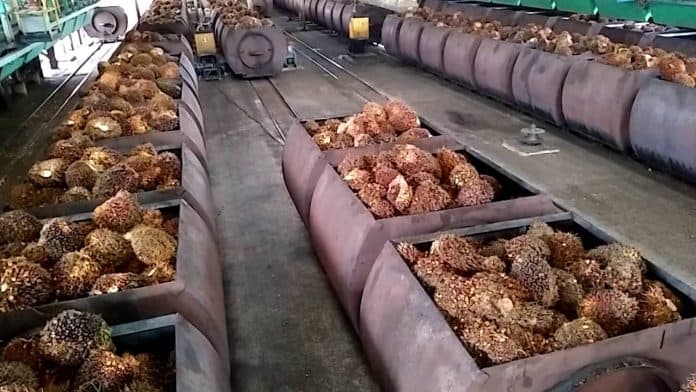 produksi_minyak_sawit_indonesia_naik_13