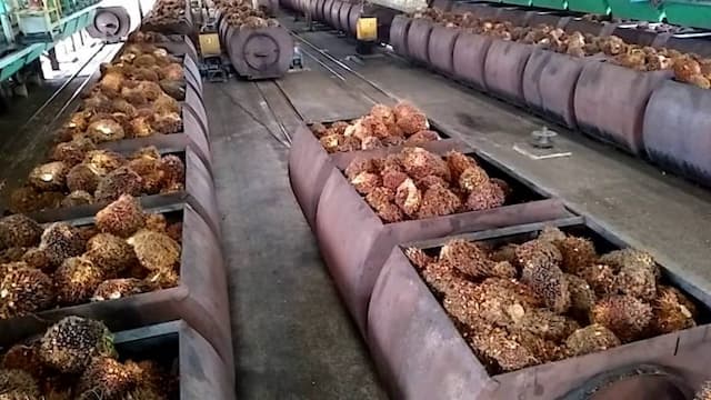 produksi_minyak_sawit_indonesia_naik_13
