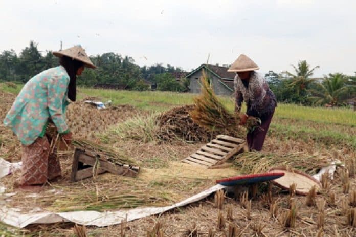 produksi_padi_di_sumut_turun_013_persen