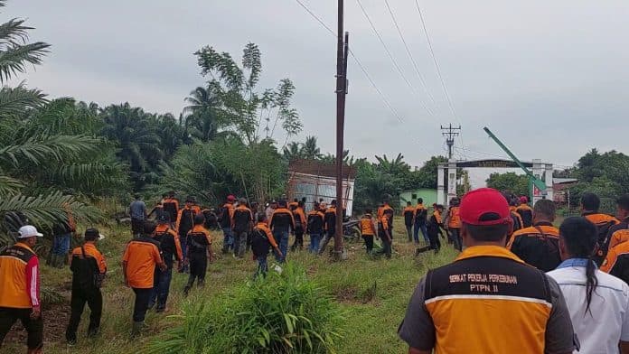 ptpn_2_bersihkan_areal_hgu_kebun_melati