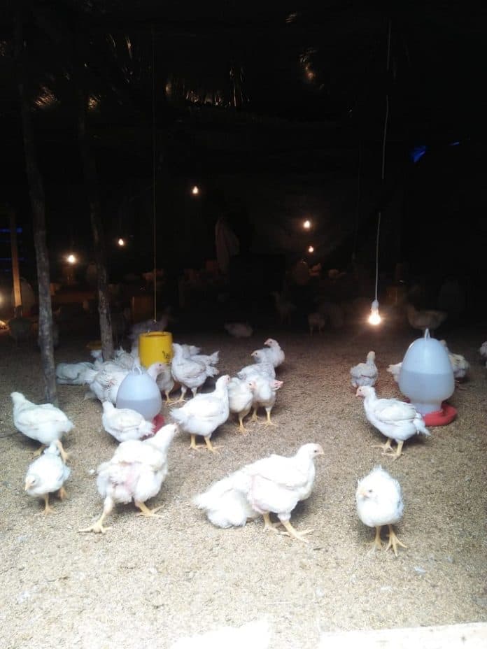 ratusan_ternak_ayam_di_toba_bermatian