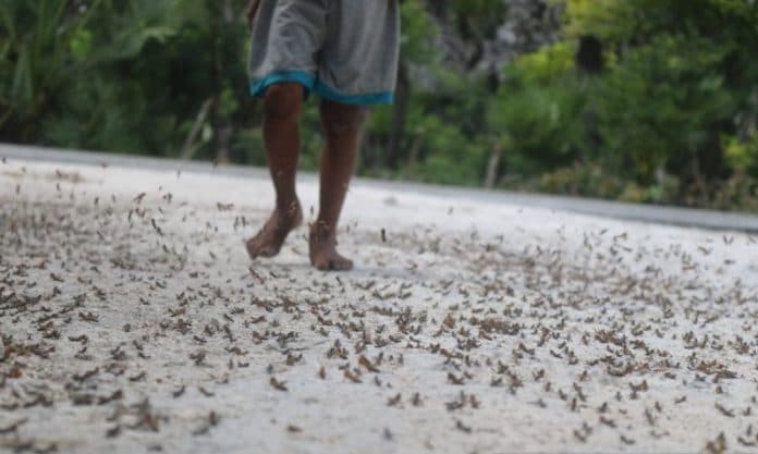 ribuan_belalang_nimfa_muncul_di_sumba_timur