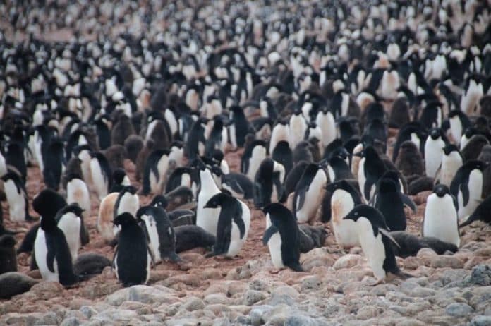 ribuan_penguin_mati_misterius_di_antartika