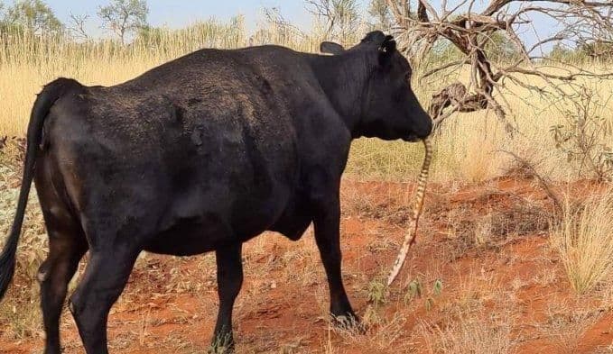 sapi_makan_ular_piton_sudah_jadi_karnivora